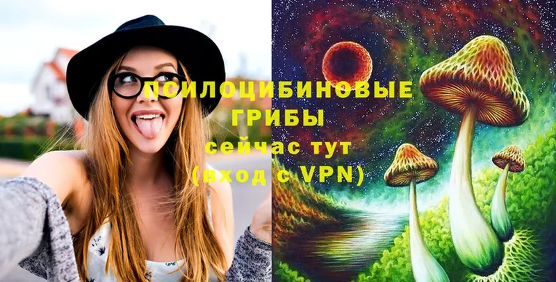 Псилоцибиновые грибы Cubensis  Ипатово 